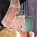 Ruby Pearl the Quertermaster